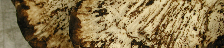 Underside view of blackish staining pores of Meripilus.