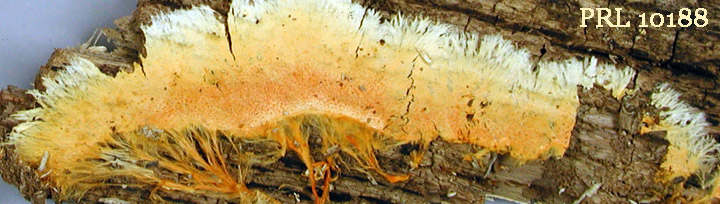Underside view of orange cords and teeth of Hydnophlebia.