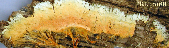 Underside view of orange cords and teeth of Hydnophlebia. Underside view of orange cords and teeth of Hydnophlebia.