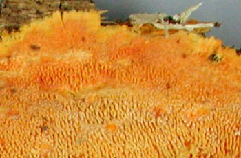 Crust with orange teeth. PRL 10188.