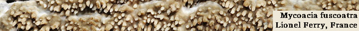 Detail view of brown teeth of the crust called Mycoacia fuscoatra. Detail view of brown teeth of the crust called Mycoacia fuscoatra.