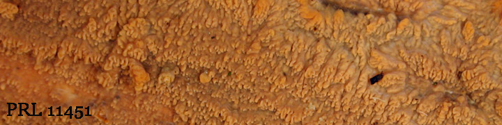 View of Phlebia radiata PRL 11451. View of Phlebia radiata PRL 11451.