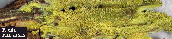 Detail view of yellow teeth of crust called Sarcodontia uda. Detail view of yellow teeth of crust called Sarcodontia uda.