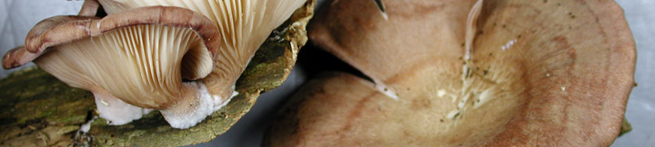 View of gills and cap of Panus. View of gills and cap of Panus.