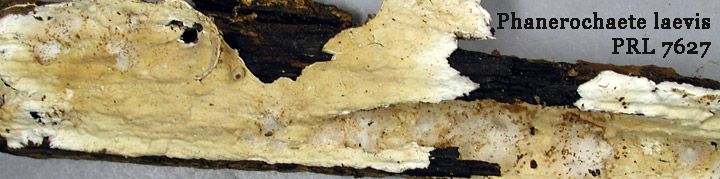 Underside view of cream-colored crust called Phanerochaete. Underside view of cream-colored crust called Phanerochaete.