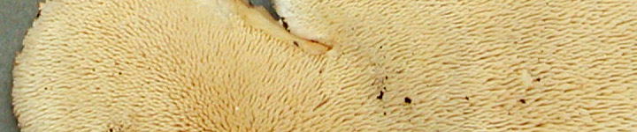 Detail view of spines of Donkia. Detail view of spines of Donkia.