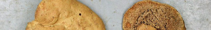 View of brown polypore called Hapalopilus. View of brown polypore called Hapalopilus.