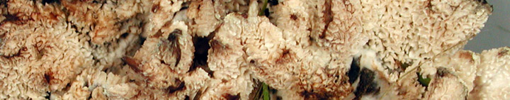 Detail view of irregular pores of Abortiporus. Detail view of irregular pores of Abortiporus.
