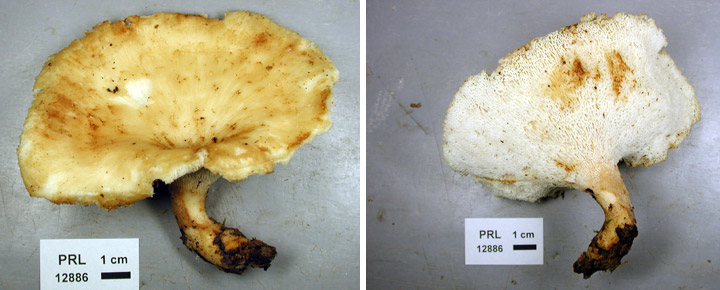 Top and underside views of stalked polypore called Bresadolia.