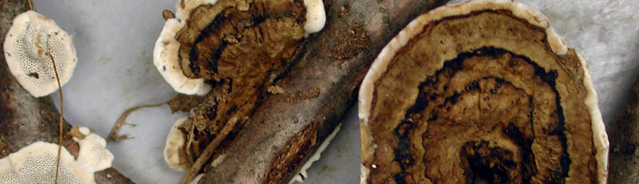View of dark brown zonate polypore called Datronia.
