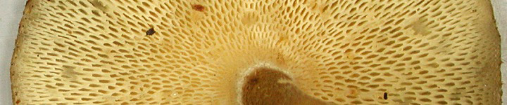 Underside view of elongated pores of Lentinus arcularius.