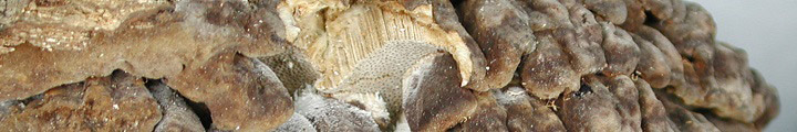Detail view showing brown caps and pale pores of Globifomes.