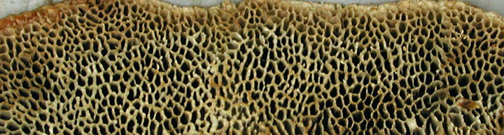 Close up view of brown angular pores.