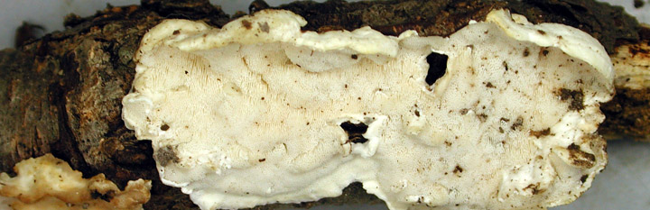 Underside view of white polypore called Antrodiella. Underside view of white polypore called Antrodiella.