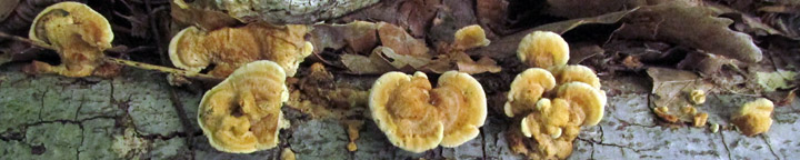 Brackets on log called Metuloidea. Brackets on log called Metuloidea.