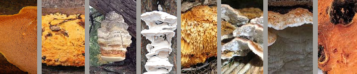 Collage of photos of eight different polypore and crust fungi. Collage of photos of eight different polypore and crust fungi.