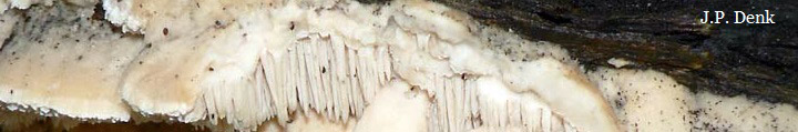 View of teeth under cap of Creolophus cirrhatus. View of teeth under cap of Creolophus cirrhatus.
