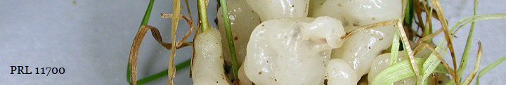 White jelly wrapped around plant stems is Sebacina.
