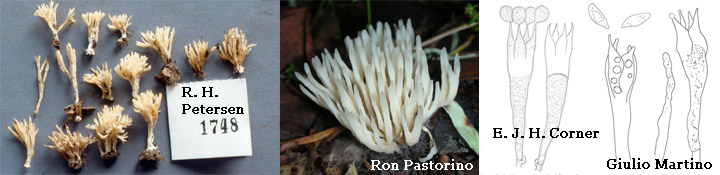 Photos of the white jelly coral called Tremellodendropsis.