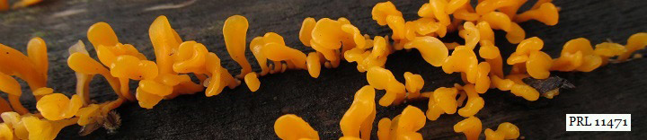 Orange jelly lobes of Dacryopinax spathularia.