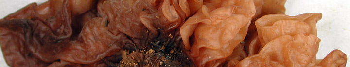 Brown jelly lobes of Phaeotremella foliacea. Brown jelly lobes of Phaeotremella foliacea.