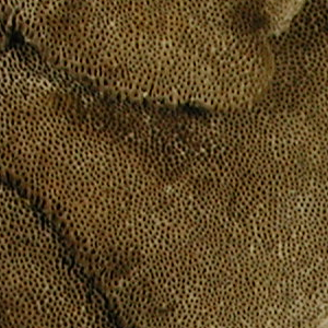 Trametes hirsuta, PRL 10590 Close-up of pores.
