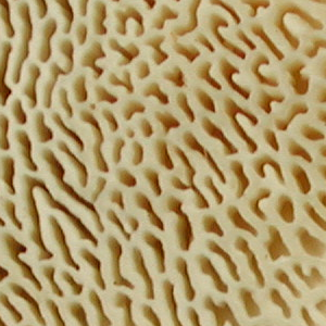 Cerrena unicolor, PRL 10591 Close-up of pores.