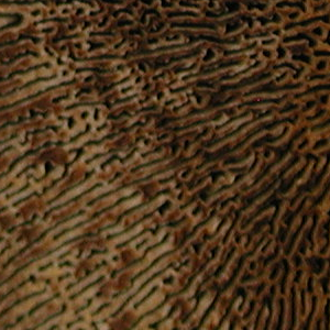 Gloeophyllum sepiarium, PRL 10589 Close-up of pores.