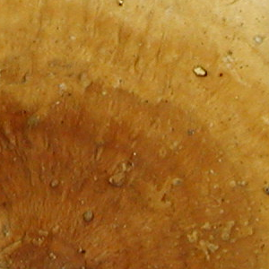 Stereum ostrea, PRL 10626 Close-up of underside.