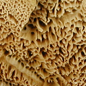 Coriolopsis trogii, PRL 10498 Close-up of pores.