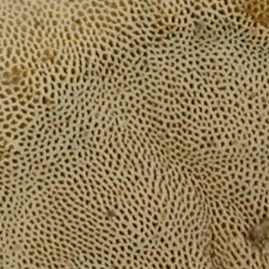 Datronia stereoides, PRL 10407 Close-up of pores.