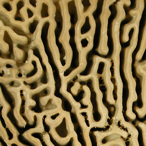 Daedalea quercina, 2012-09-01 Close-up of pores.