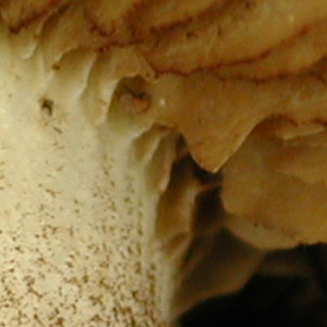 Hemipholiota populnea, PRL 10632 Close-up of brown gills.