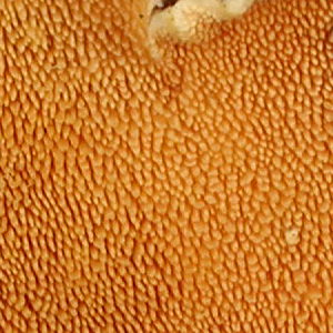 Steccherinum ochraceum, PRL 10620 Close-up of underside.