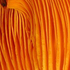 Omphalotus illudens, PRL 10441 Close-up view of orange gills.