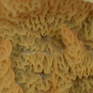 Merulius tremellosus, PRL 10461 Close-up of irregular ridges.