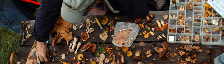 Sorting mushrooms on picnic table.