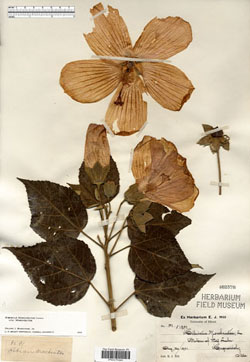 Large-flowered plant pressed flat and attached to sheet with label.