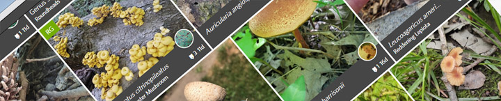 slice of iNaturalist website.