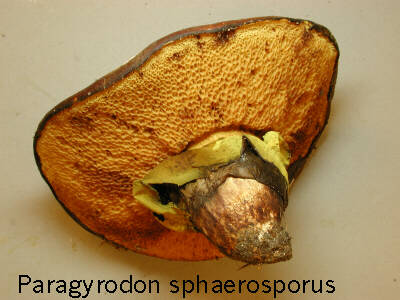 Paragyrodon sphaerosporus is a Midwest endemic bolete species.