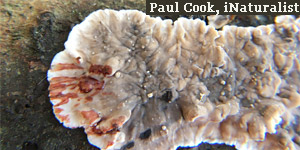 Stereum rugosum, Paul Cook, iNaturalist 37346976, England.